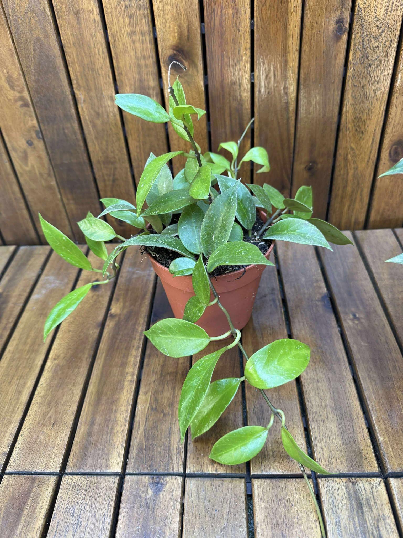 Pachet Hoya