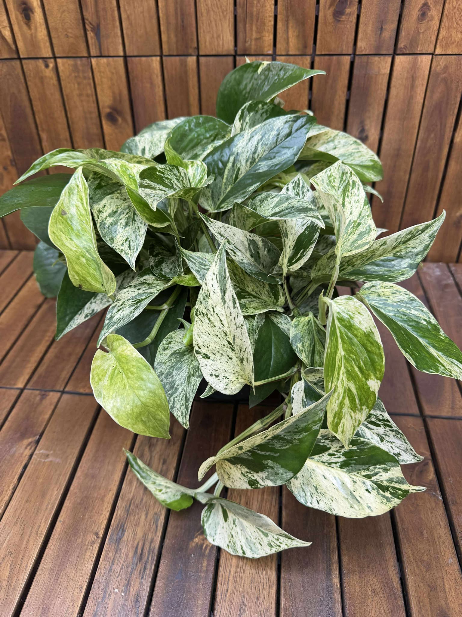 Epipremnum Marble Queen D23