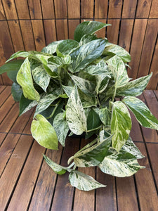 Epipremnum Marble Queen D23