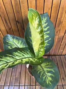 Dieffenbachia Tropic Snow