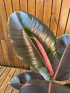 Ficus Pink Camouflage