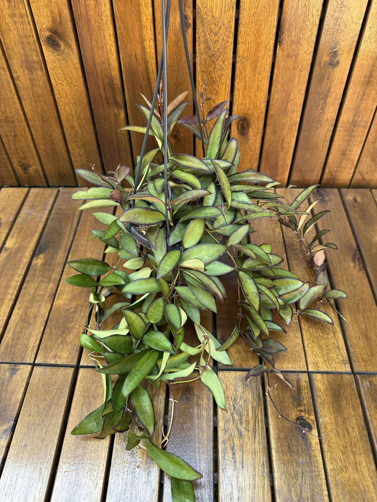 Hoya Rosita D14