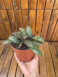 Hoya Sigillatis D12