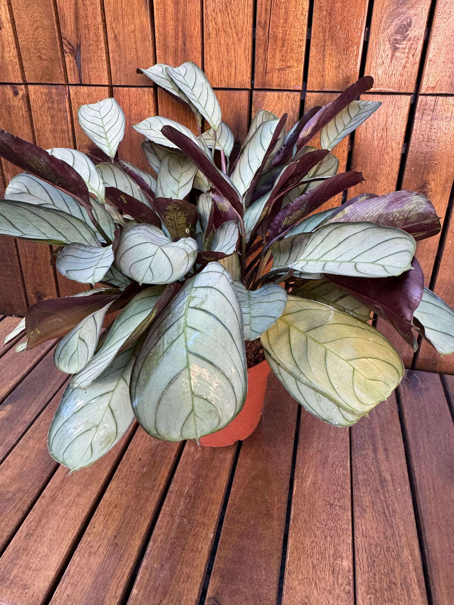 Ctenanthe Amagris