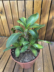 Euphorbia Milli, rosu (exemplarul din foto)