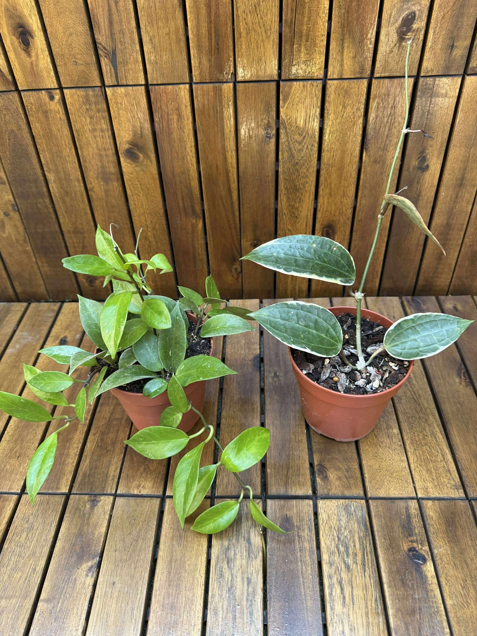 Pachet Hoya