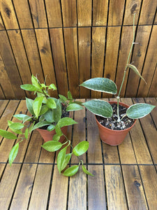 Pachet Hoya