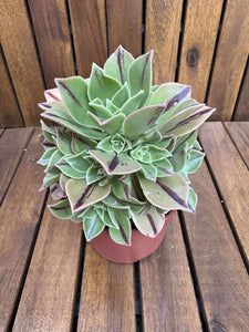 Aeonium Leucoblepharum