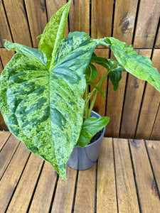 Syngonium Mottled
