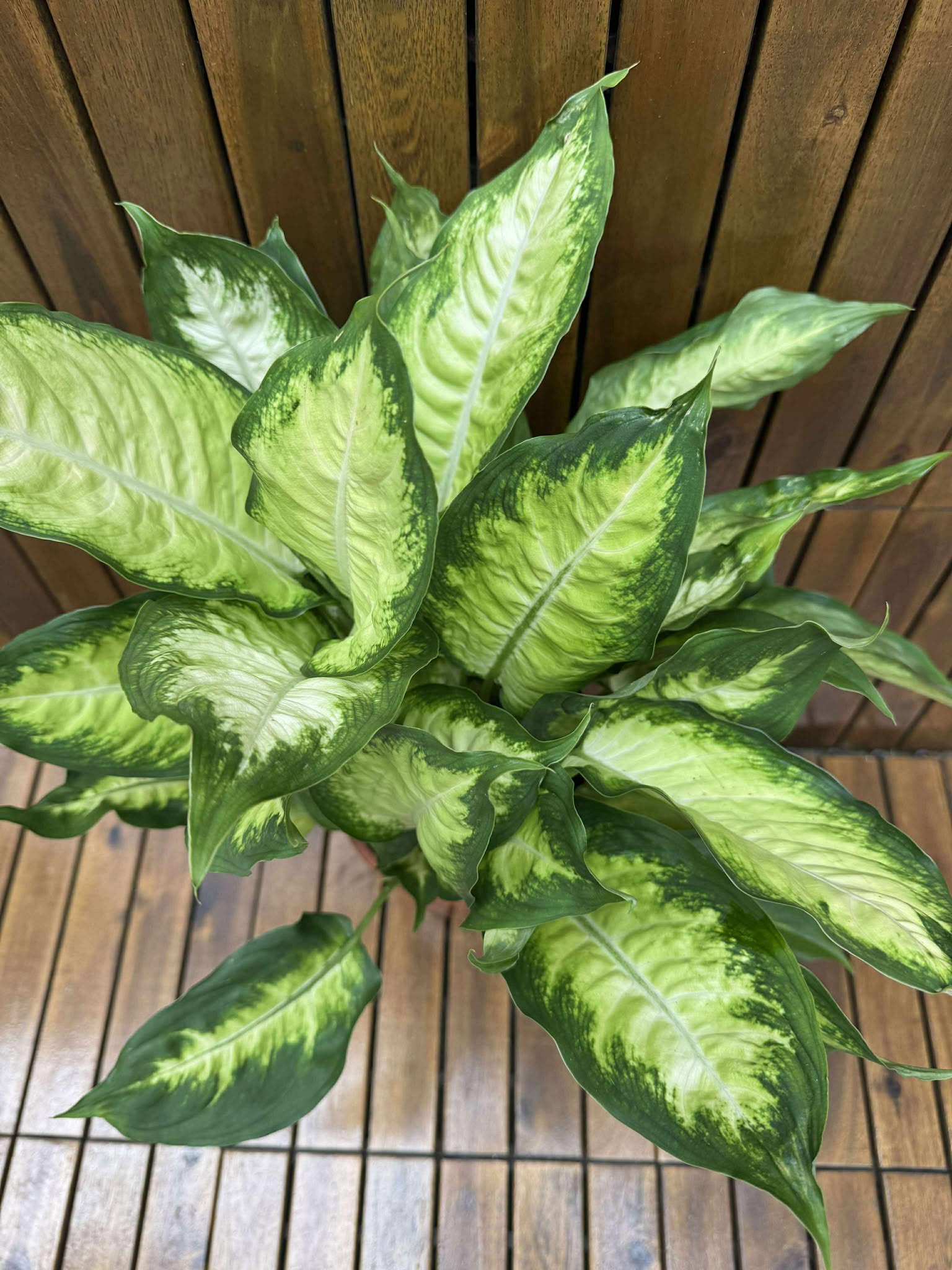 Dieffenbachia Camilla