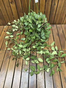 Hoya Burtoniae D15
