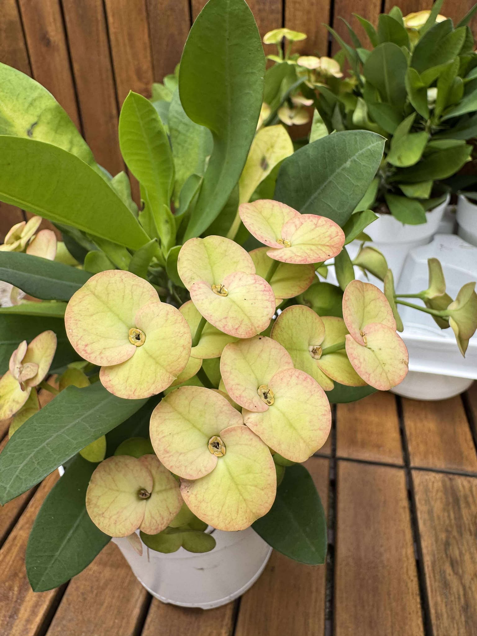 Euphorbia Milli Neptun