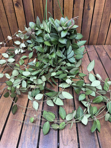 Hoya Burtoniae D15