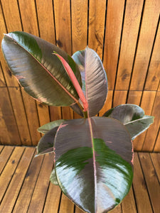 Ficus Pink Camouflage