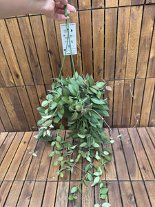 Hoya Burtoniae D15