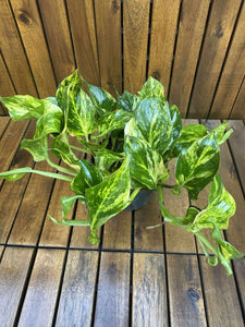 Epipremnum Njoy Gold