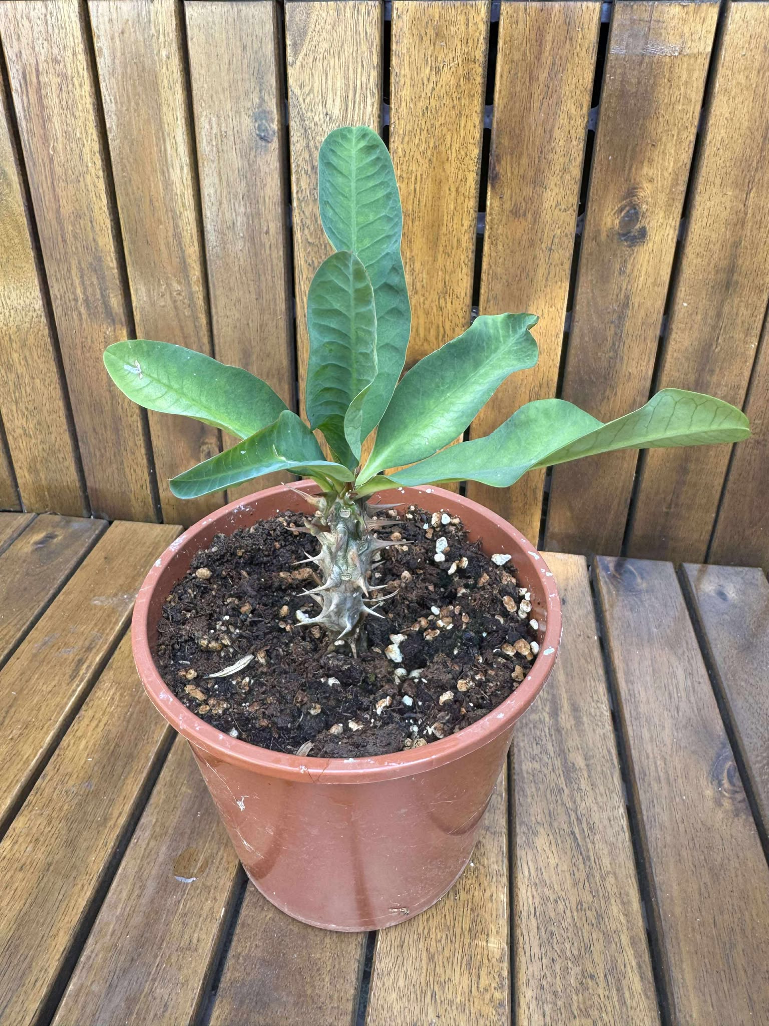 Euphorbia Milli, rosu (exemplarul din foto)