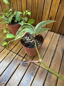 Pachet Hoya