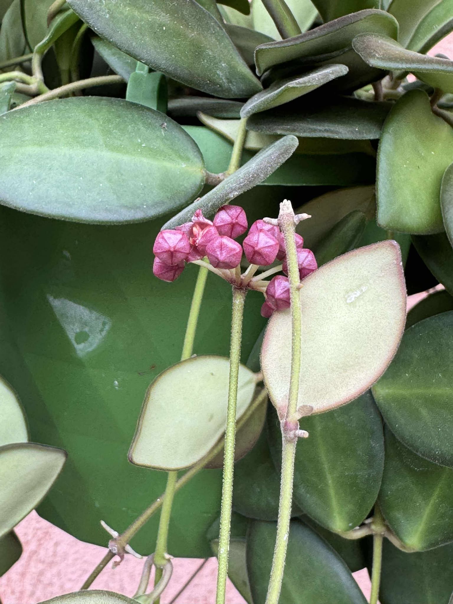 Hoya Burtoniae D15