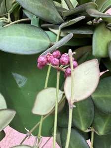 Hoya Burtoniae D15