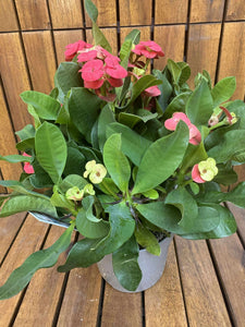 Euphorbia Milli Vulcanus