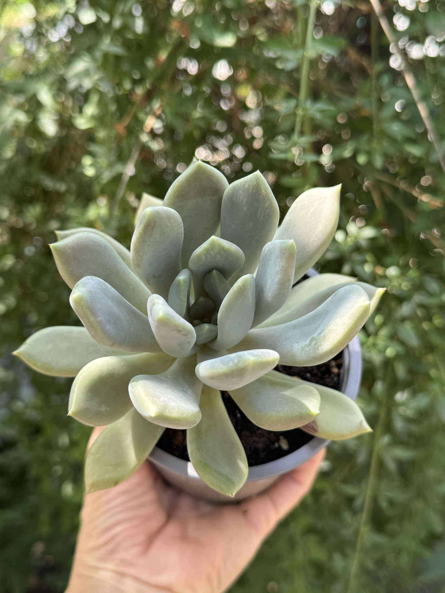 Pachyphytum Corvus