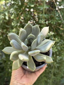 Pachyphytum Corvus