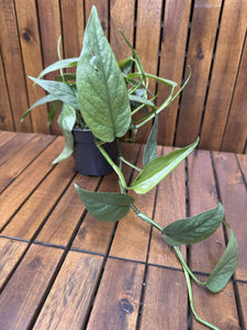 Epipremnum Cebu Blue