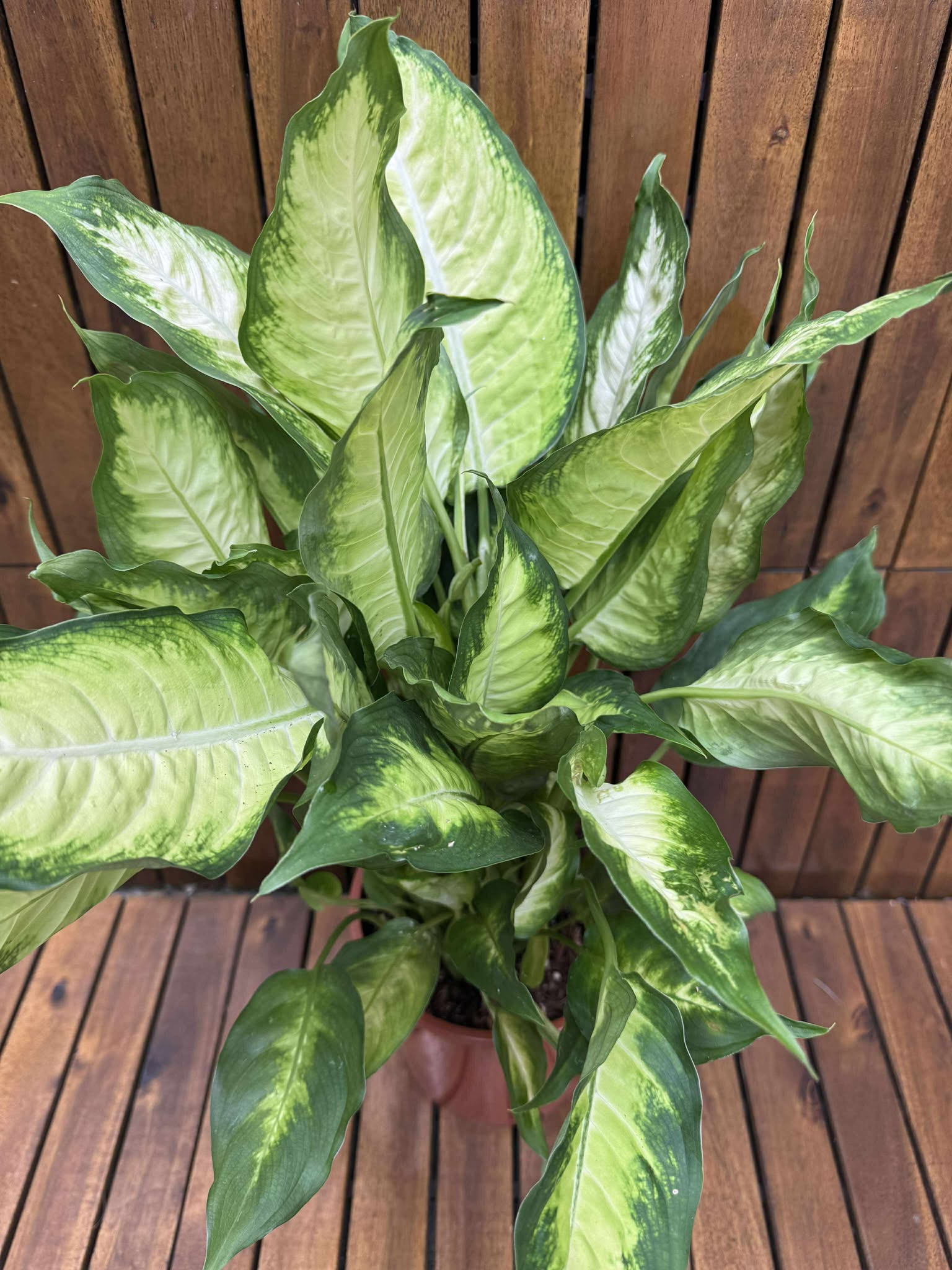Dieffenbachia Camilla