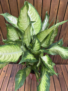 Dieffenbachia Camilla