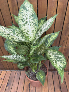 Dieffenbachia Compacta
