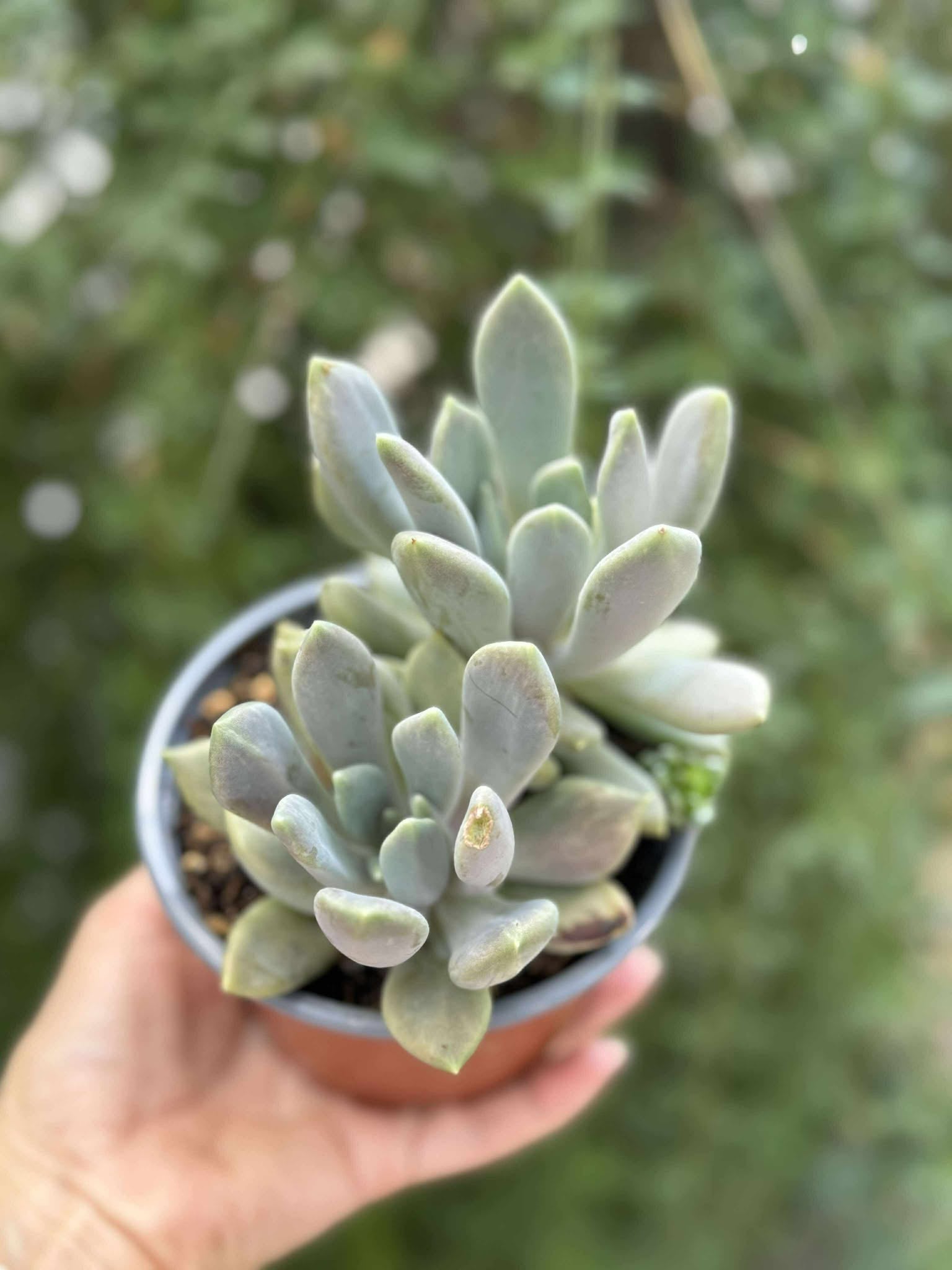Pachyphytum Compactum
