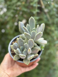 Pachyphytum Compactum