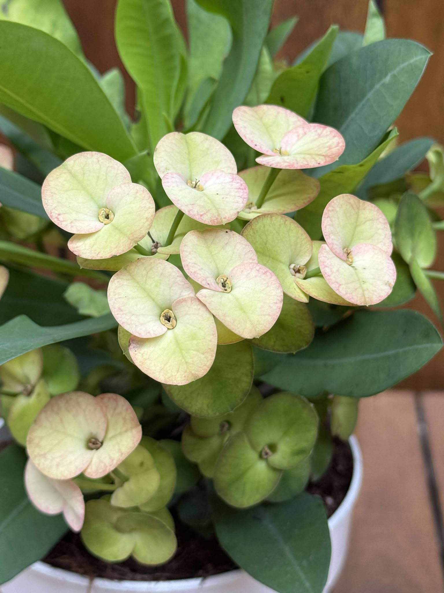 Euphorbia Milli Neptun