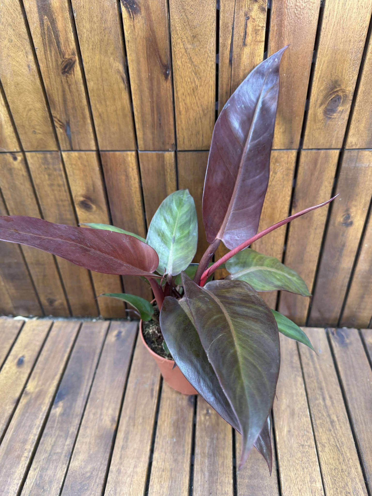 Philodendron McColley's Finale