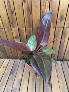 Philodendron McColley's Finale