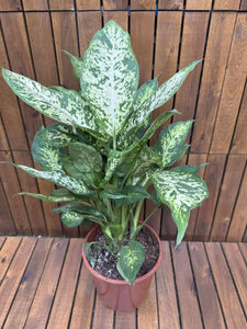 Dieffenbachia Compacta