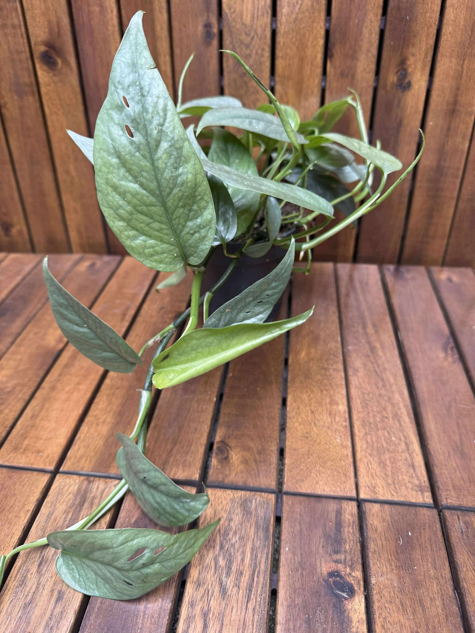 Epipremnum Cebu Blue
