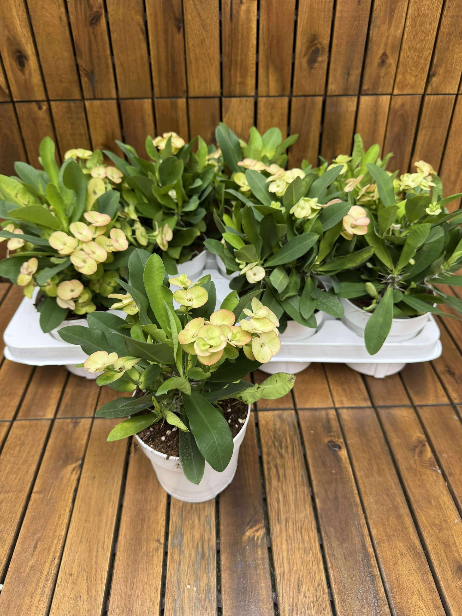 Euphorbia Milli Neptun