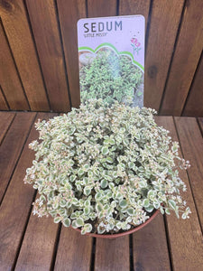 Sedum Little Missy