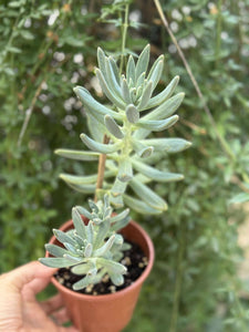 Senecio