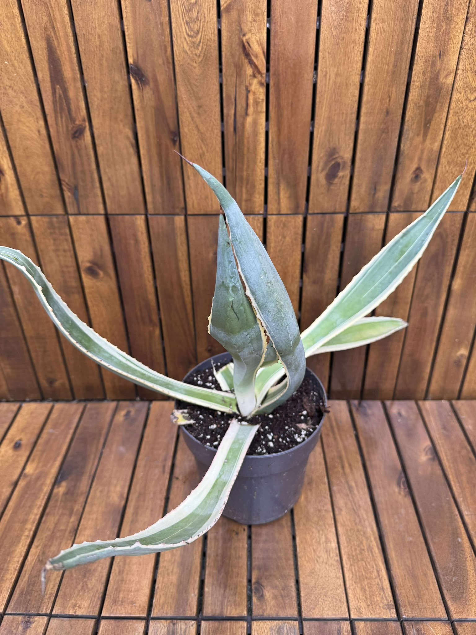 Agava Variegata