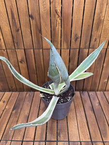 Agava Variegata