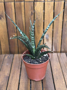 Sansevieria