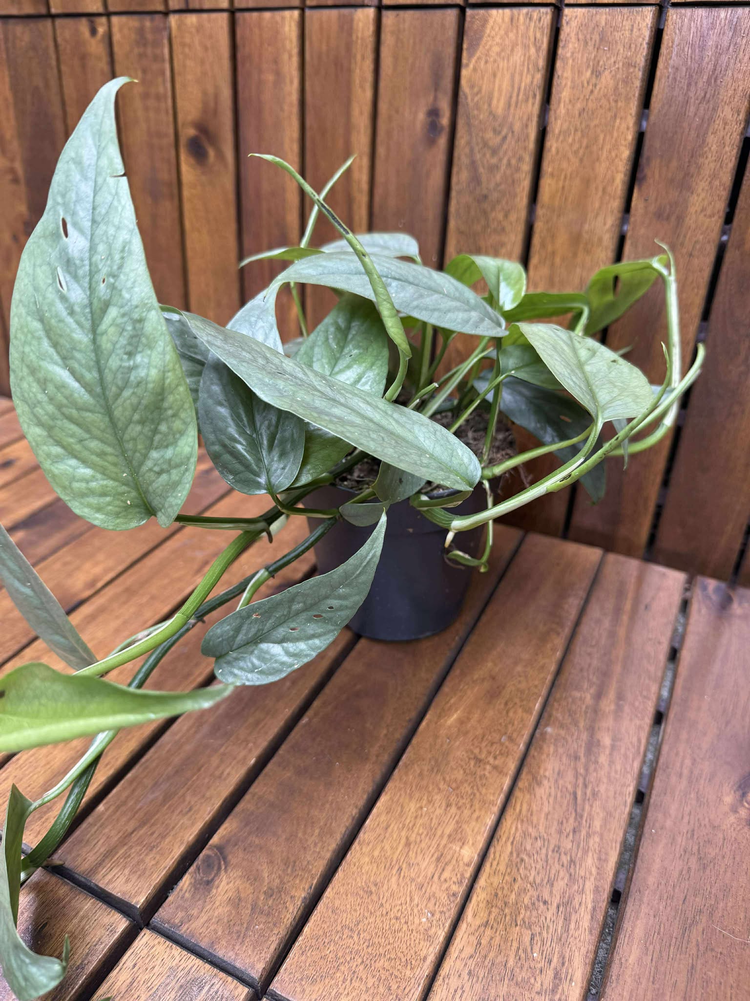 Epipremnum Cebu Blue