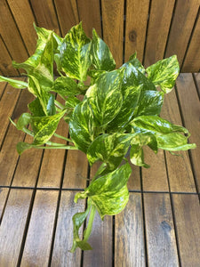 Epipremnum Njoy Gold