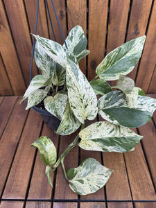 Epipremnum Marble