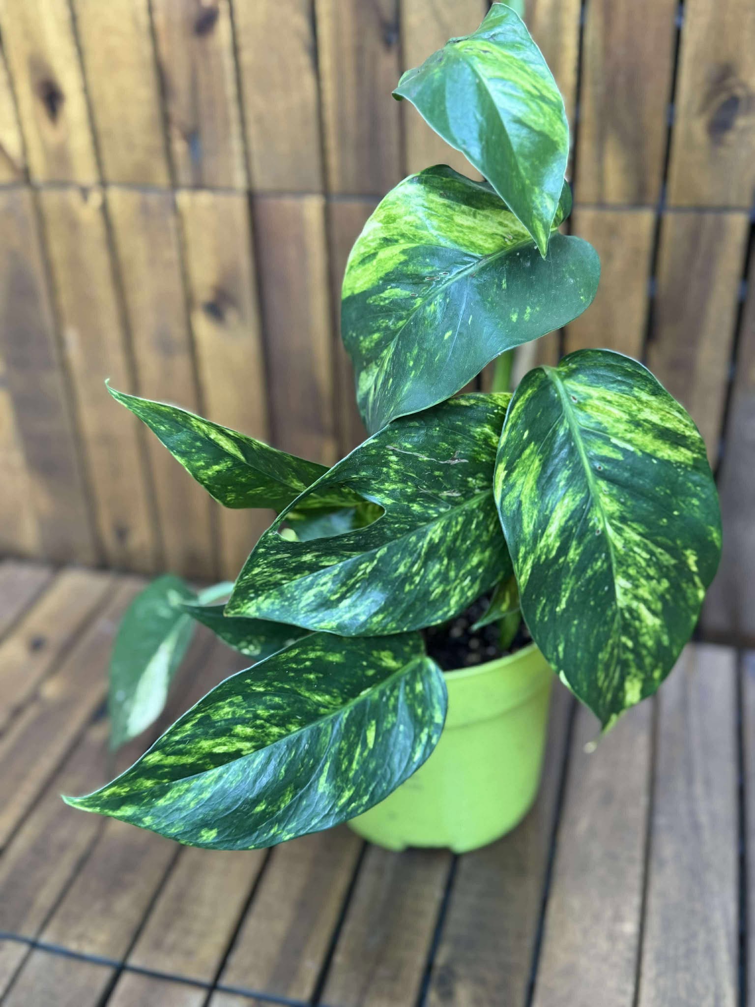 Epipremnum Cintho