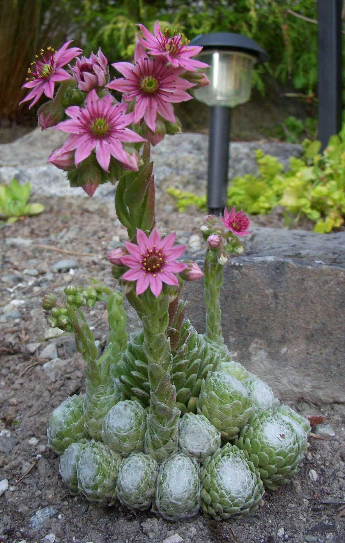 Sempervivum