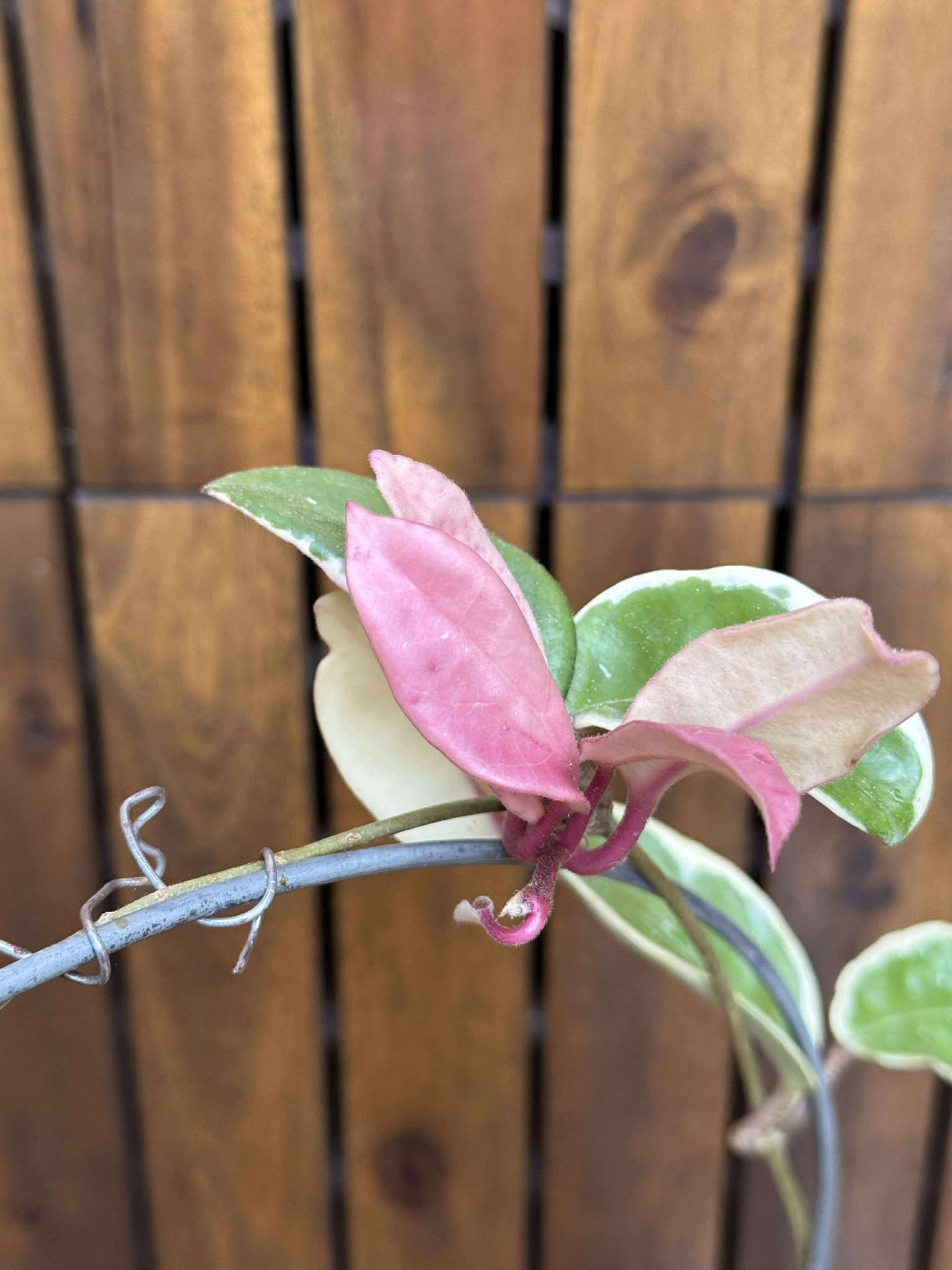Hoya Krimson Queen (exemplarul din foto)